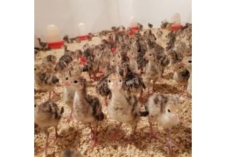 فروش جوجه بوقلمون بیوتی(but) ۶فوق سنگین با سلام خسته نباشید ♨️ فروش ما