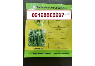 فروش عمده بذر خیار کیهان قیمت بذر خیار کیهان در کرمان دارای میوه ای