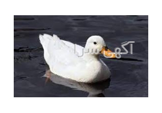 تخم اردک ارگانیک فروش تخم اردک ارگانیک در بسته های شش عددی برای اطلاعات