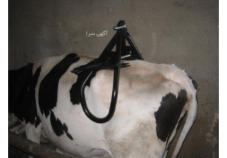 جک بلند کننده گاو ایده آل ( لگن گیر گاو )