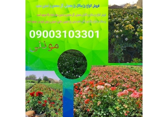 فروش رز ساناز در انواع رنگها نسترن سفید و گل محمدی فروش انواع رز ساناز