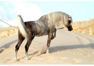 پرورش اسب تولید پرورش پانسیون و نگهداری آموزش خرید و فروش اسب در اراک