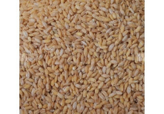 جو پوست کنده درجه یک