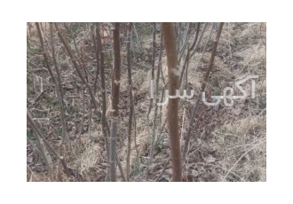 نهال گردوی مرغوب ایرانی در آباده درود نهال گردوی ایرانی موقعیت سمیرم