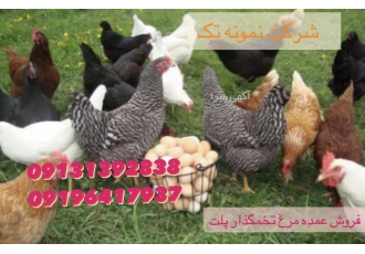 فروش جوجه مرغ آتاکس و پلیموت راک فروش جوجه مرغ آتاکس مرغ
