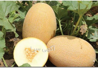 فروش بذر ملون شمام کارون در بیرجند ویژگی های بذر ملون KAROON F1 خربزه