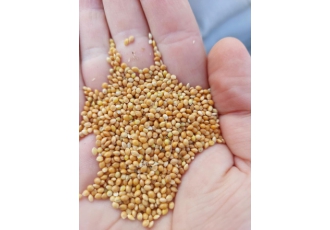 ارزن وارداتی ارزن وارداتی روس درجه یک تمیز شده و پاک ماوارد کننده