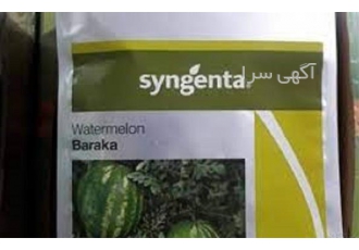 بذر هندوانه باراکا با قیمت مناسب