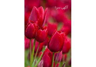 فروش پراید 132 مدل1387 سفید