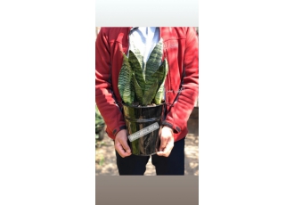 بازارگل و سفال فروش گل آپارتمانی باغچه ای گلدان سفالی و گلدان فلزی