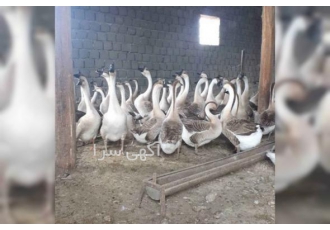 جوجه و تخم نطفه دار غاز و قوغاز {مهندس کریمی}تخفیف