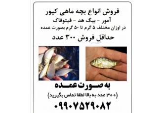 فروش بچه ماهی کپور آمور بیگ هد فیکوفاگ فروش بچه ماهی کپور آمور