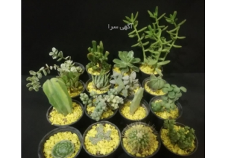 فروش پک ۱۶ تایی ساکولنت وکاکتوس با قیمت باورنکردنی سلام یه پک فوق