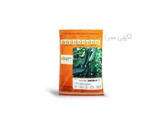 توزیع و فروش بذر خیار پرفروش آنجلا در بیرجند بذر خیار پرفروش انجلا