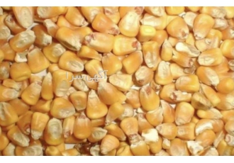 تهیه و توزیع خوراک دام طیور آبزیان تهیه و توزیع خوراک دام طیور آبزیان