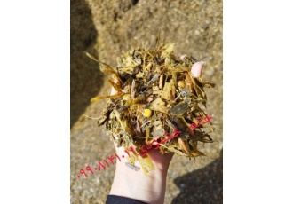 ذرت علوفه ای بسته بندی و فله در دزفول باسلام و احترام ✅ شرکت دشت لاله