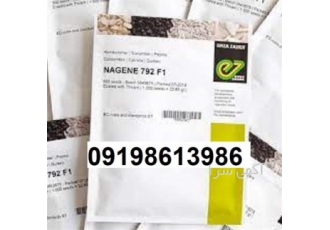 بذر خیار ناگین با قیمت مناسب در زنجان خیار گلخانه ناگین دارای 2تا3 میوه