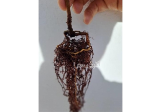 فروش و ارائه گل شب بو ارزان