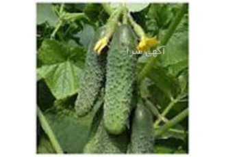 بذر خیار خاردار گلخانه ای کوراژ فروش بذر خیار در تبریز بذر خیار
