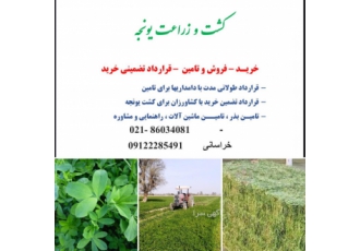 یونجه خریداریم ، بذر یونجه واریته های مختلف موجود است