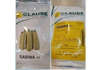 فروش بذر کدو سابینا