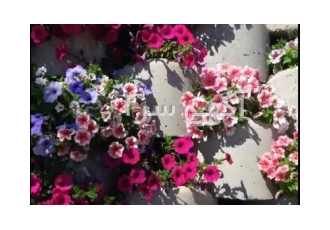 فلاورباکس بتنی گلفوژ در تهران فلاورباکس بتنی با نام گلفوژ ترکیبی ایده