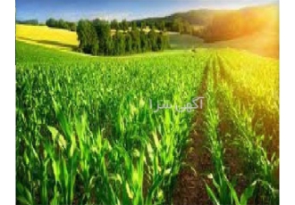 ۵ کشاورزی آماده به فروش می رسد فاقد بدهی در خرم آباد شرکت رتبه 5