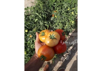 فروش بذر گوجه فرنگی 8320 با کیفیت تضمینی