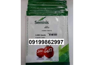 بذر گوجه فرنگی بریویو فروش بذر گوجه فضای باز در ایلام قیمت و فروش بذر