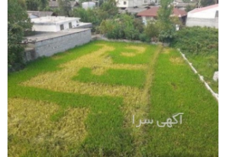 فروش زمین 531متر مربع سنددار دارای کاربری مسکونی آب گاز برق در شمال