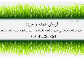 فروش بذر یونجه بغدادی گرمسیری در کرمانشاه