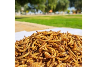 دوره ی آموزشی پرورش میلورم خشک(خوراک آبزیان وطیور )