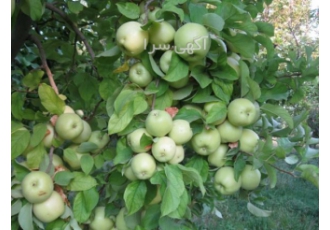 فروش باغچه ویلا زمین دارای درختان مثمر زان باغچه فروشی زان آبسرد