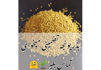 فروش بذر یونجه بذر رشقه در سیستان و بلوچستان فروش عمده و خرده بذر یونجه