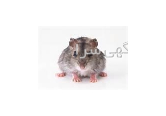 zas co مبارزه با حیوانات و حشرات موذی زسکو بزرگترین وارد کننده و ارائه
