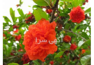 فروش قلمه و نهال گلنار فارسی فروش تعداد محدودی قلمه و نهال گلنار فارسی