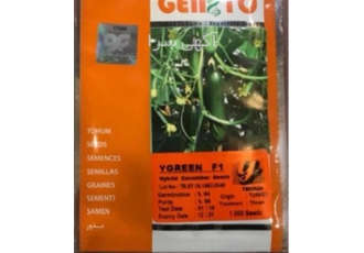 فروش بذر خیار وای گرین جنتو ( بذر خیار Y GREEN )