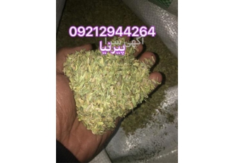 رازیانه در تهران ♨️فروش ویژه ♨️فروش عمده و جزیی ✅رازیانه همدان ✅رازیانه