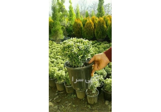 فروش انواع شمشاد - فروش عمده شمشاد سبز