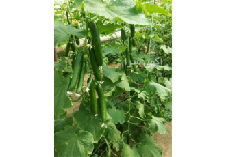 بذر خیار گلخانه ای ریپلی در پارسیان بذر خیار گلخانه ای ریپلی اف1 دارای