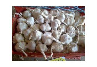 فروش سیر صادراتی تهیه کننده سیر صادراتی با انواع بسته بندی ها جهت