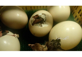 تخم نطفه دار