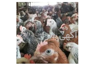 فروش مرغ بومی گلپایگان ۴ خرید نیمچه بومی گلپایگان 4 ماهه فروش نیمچه