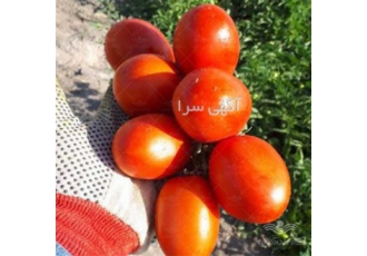 فروش بذر گوجه فرنگی ردکنر ناسکو در بیرجند بذر گوجه فرنگی Reo Canner شکل