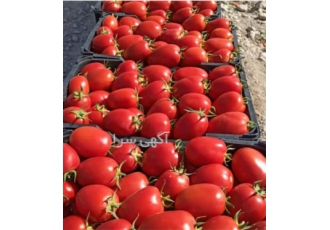 بذر گوجه فرنگی سما    بذر مرغوب گوجه