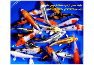 شرکت تکثیر و پرورش ماهی کوی کشور شرکت تکثیر و پرورش ماهی کوی کشور مرکز