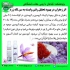 فروش عمده و جزئی اسپری زعفران دکتر بیز اصل در تهران اسپری زعفران طبیعی