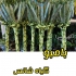 خرید و فروش بامبو در ارومیه خرید بامبو ارزان در ارومیه فروش گیاه بامبو