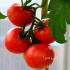 عرضه بذر گوجه گلخانه ای کومودو سینجنتا در شیراز بذر گوجه کومودو