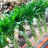 خرید و فروش بامبو در ارومیه خرید بامبو ارزان در ارومیه فروش گیاه بامبو